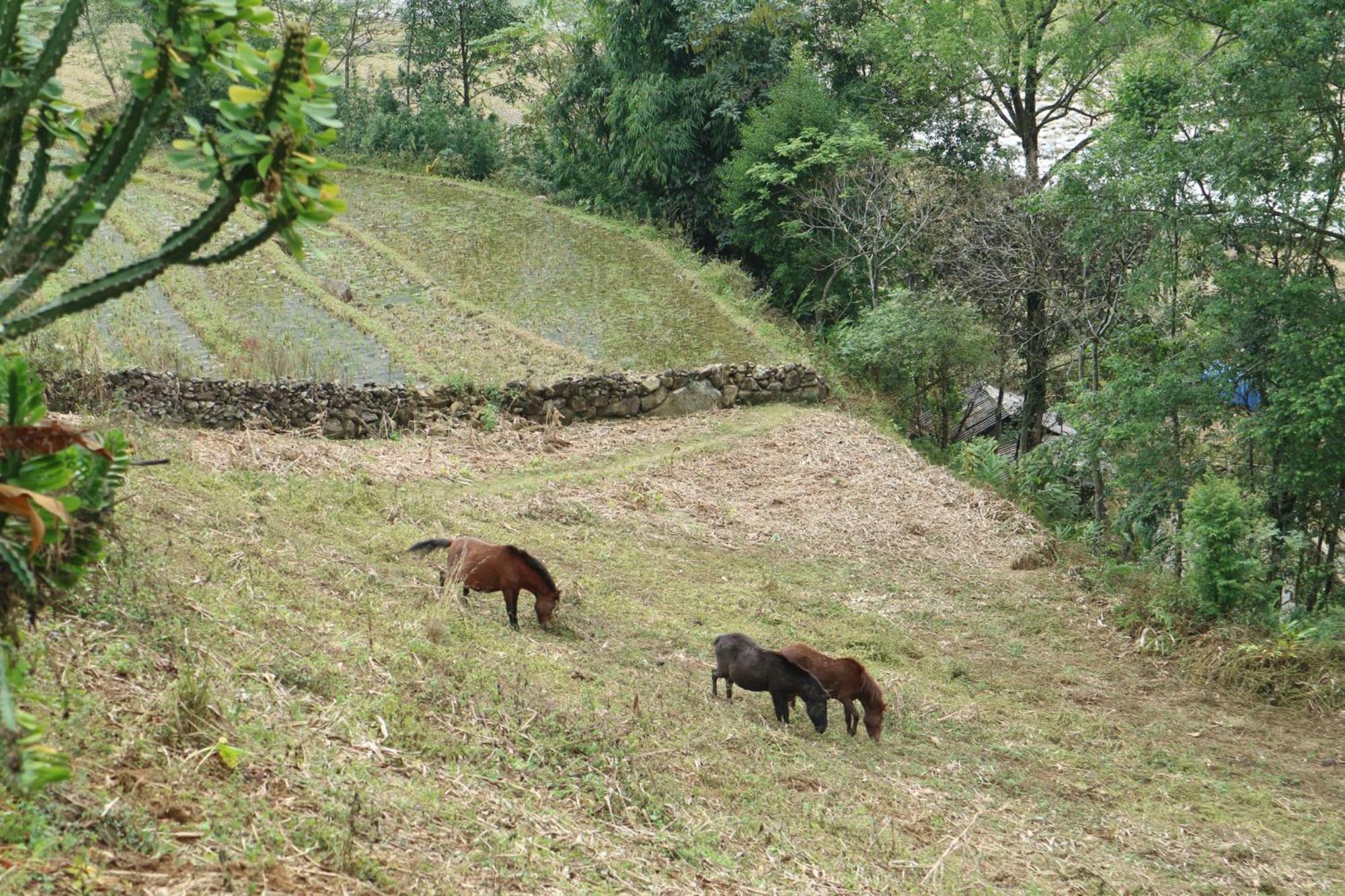 شقة The Zen House Sapa المظهر الخارجي الصورة